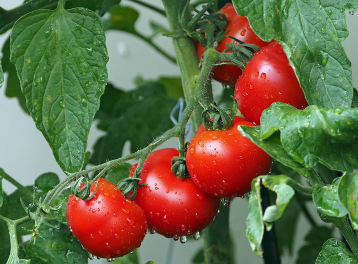 Как поливать томаты? Система капельного полива