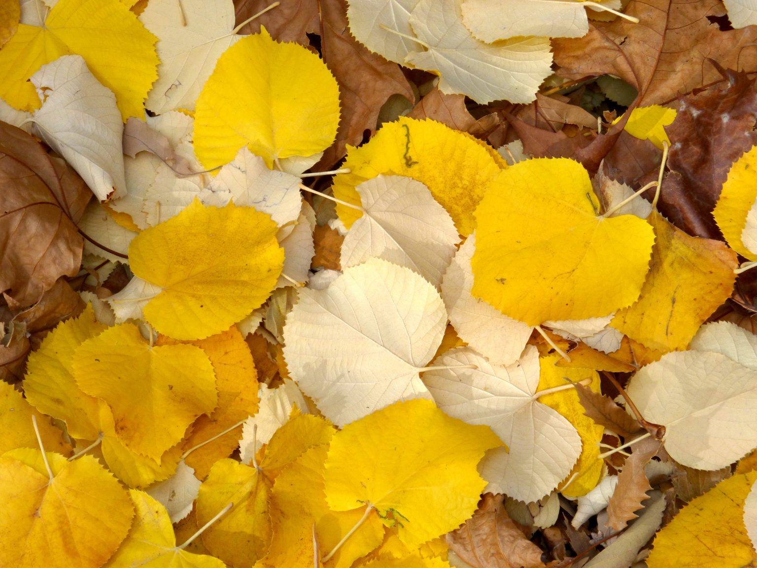 Большой коричневый желтый. Каричневый жёлтые листья. Охра осень. Жёлто коричневые листья. Листва охра октябре.