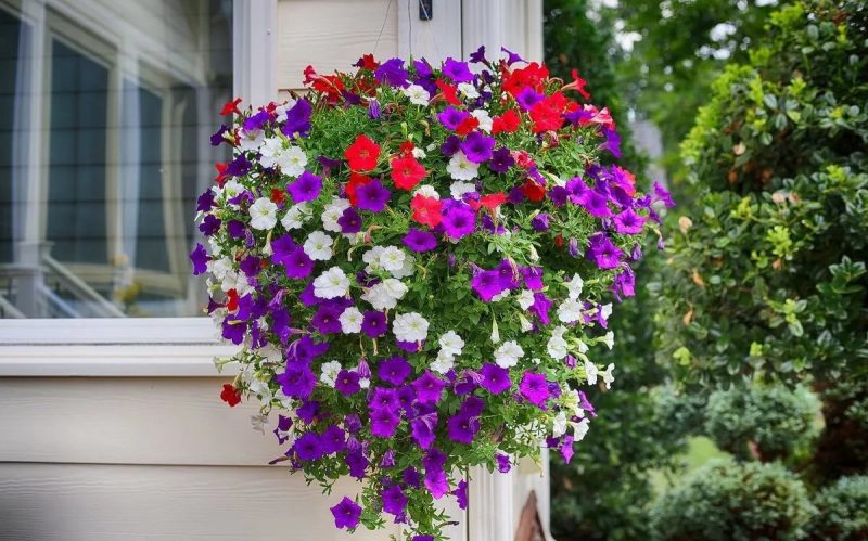 Цветы на балконе: посадка и уход